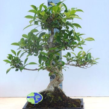 Ficus retusa