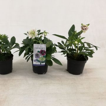 Helleborus orientalis 'White Spotted'