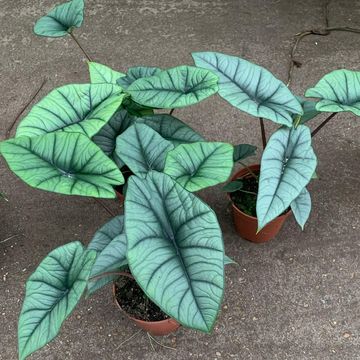 Alocasia 'Platinum'