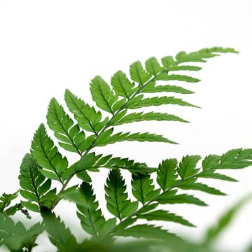 Athyrium spicatum