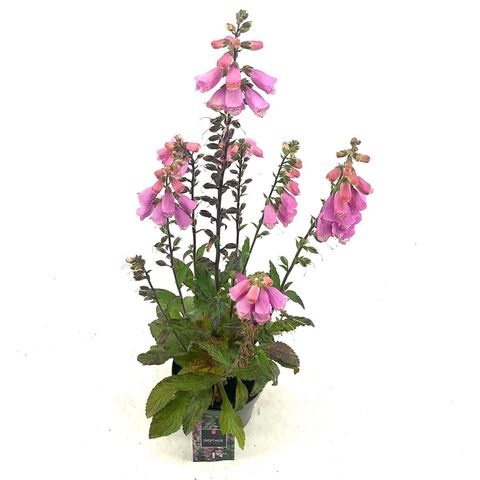 Digitalis 'Panther'