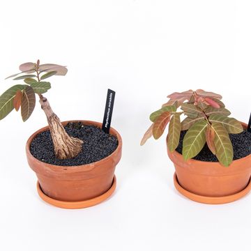 Phyllanthus mirabilis