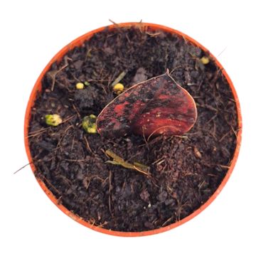Zamioculcas 'Black Pink Orange'