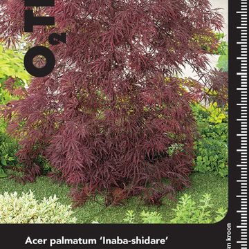 Acer palmatum 'Crimson Princess'