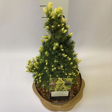 Picea glauca 'Daisy's White'