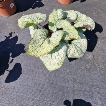 Brunnera macrophylla