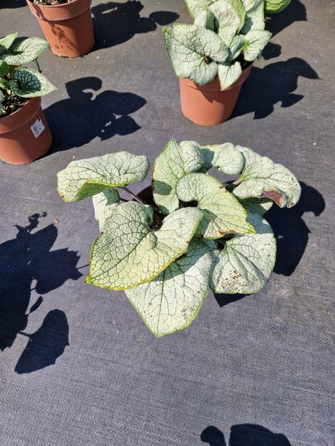 Brunnera macrophylla