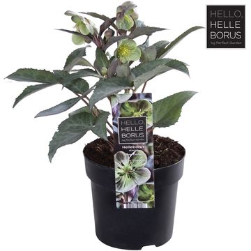 Helleborus x sternii 'Silver Dollar'