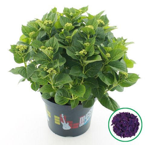 Hydrangea macrophylla MUSIC COLLECTION DEEP PURPLE DANCE