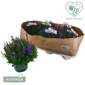 Campanula portenschlagiana AMBELLA INTENS PURPLE