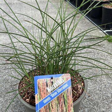 Miscanthus sinensis 'Kleine Silberspinne'