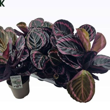 Calathea roseopicta 'Princess Jessie'