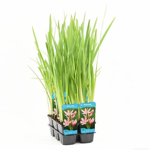 Hesperantha coccinea 'Mrs Hegarty'