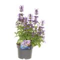 Nepeta NEPTUNE
