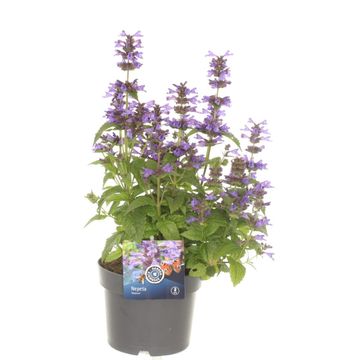 Nepeta NEPTUNE