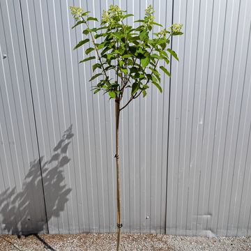 Hydrangea paniculata 'Tardiva'