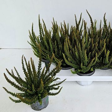 Calluna vulgaris SKYLINE PRETORIA