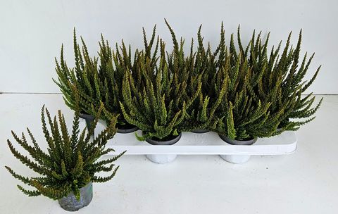Calluna vulgaris SKYLINE PRETORIA