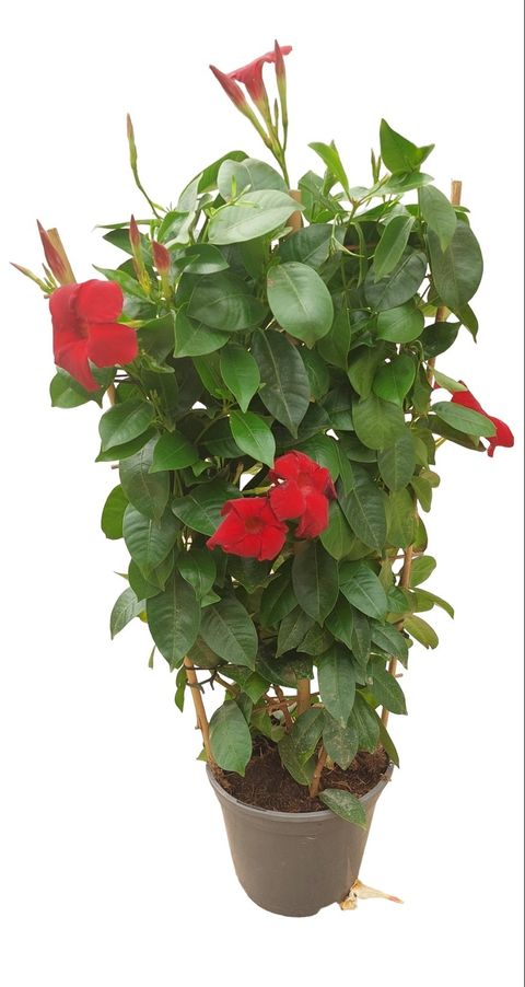 Mandevilla Sundaville