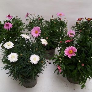 Argyranthemum frutescens MIX