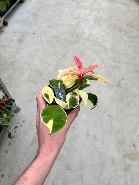 Hoya carnosa 'Albomarginata'