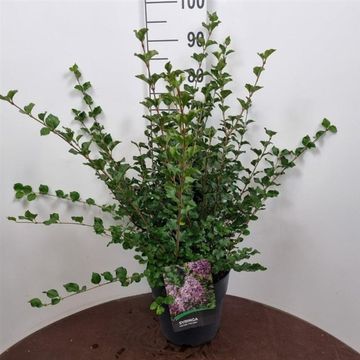 Syringa meyeri 'Palibin'