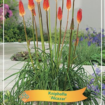 Kniphofia MIX