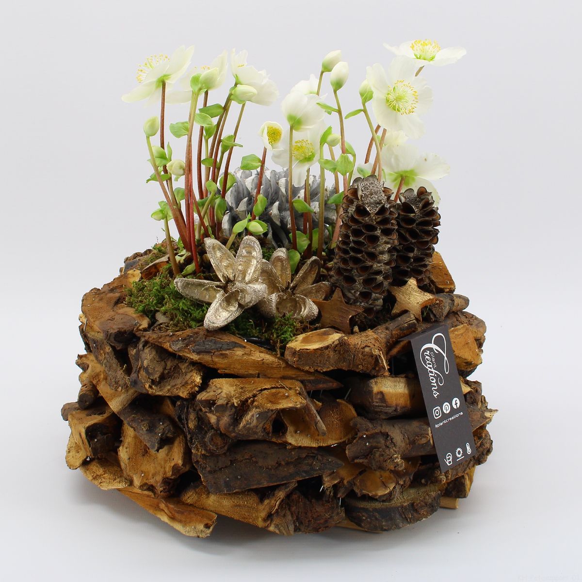 Arrangement Helleborus — Plant Wholesale FlorAccess