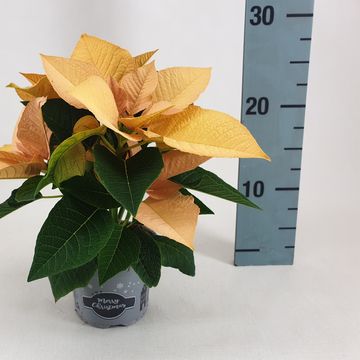 Euphorbia pulcherrima AUTUMN LEAVES