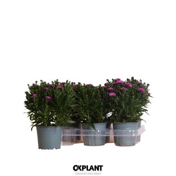 Aster STARLETTA PINK