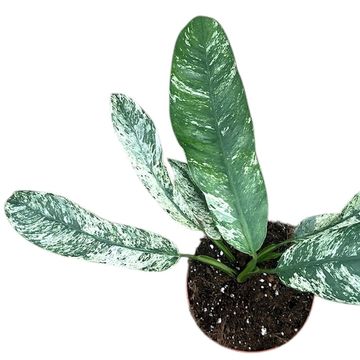 Epipremnum giganteum 'Marble Variegata'