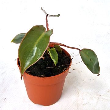 Filodendron billietiae x atabapoense