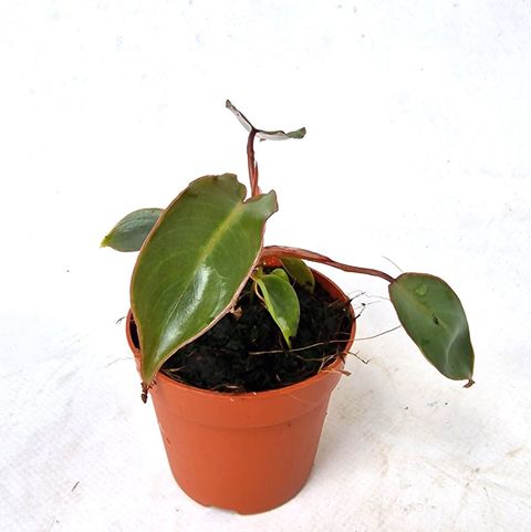 Filodendron billietiae x atabapoense