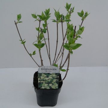 Hydrangea paniculata 'Kyushu'