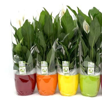 Spathiphyllum 'Sweet Silvio'