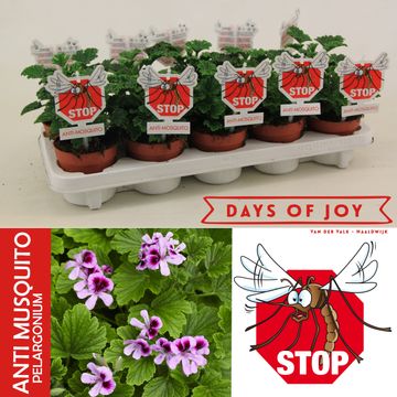 Pelargonium 'Orange Fizz'