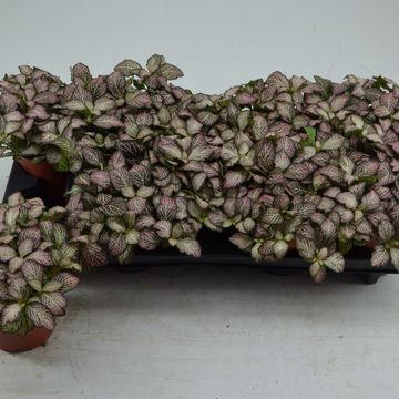 Fittonia MOSAIC PINK TIGER