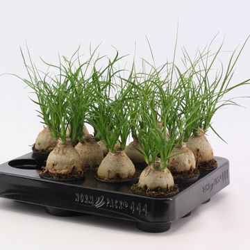 Beaucarnea recurvata