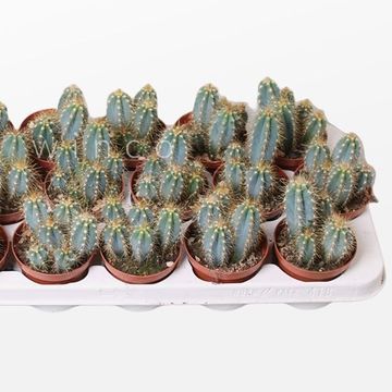 Pilosocereus azureus