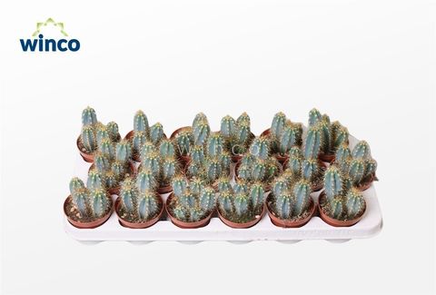 Pilosocereus azureus