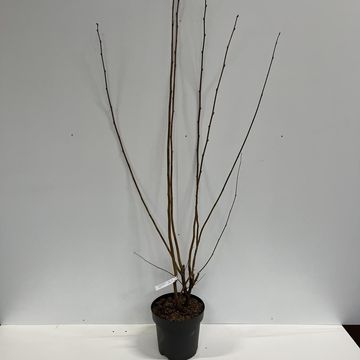 Corylus 'Rode Zellernoot'