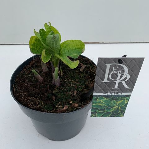 Hosta 'Wide Brim'