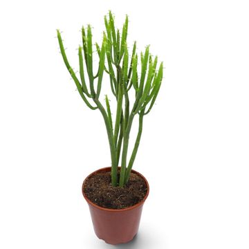 Euphorbia tirucalli