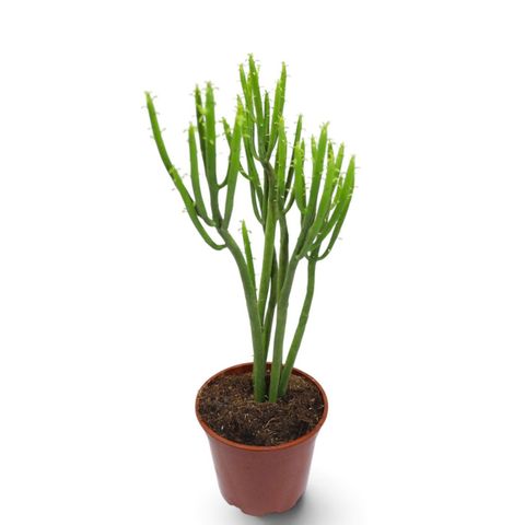 Euphorbia tirucalli