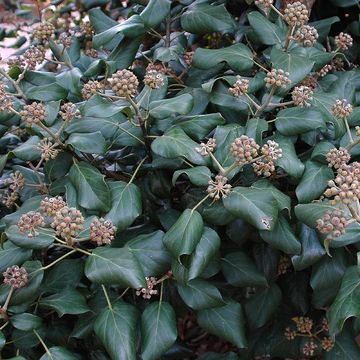 Hedera colchica 'Fall Favourite'