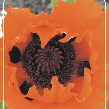 Papaver orientale 'Eyecatcher'