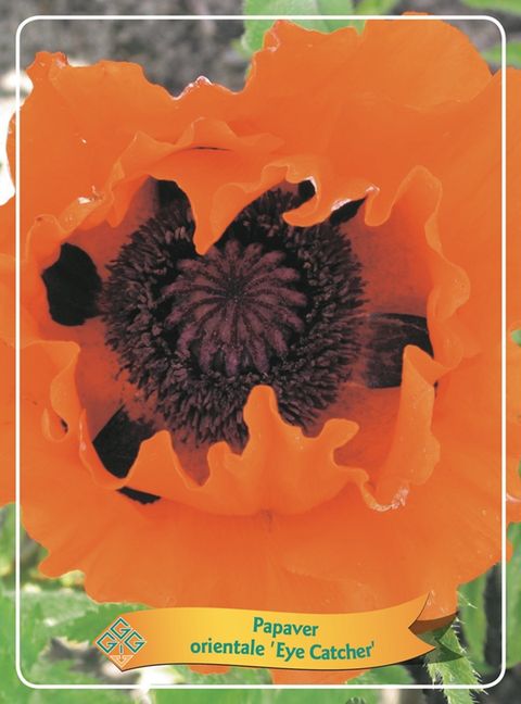 Papaver orientale 'Eyecatcher'