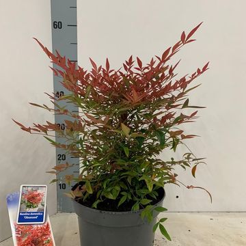 Nandina domestica OBSESSED