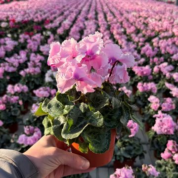 Cyclamen persicum LATINIA CRISPINO ROSE