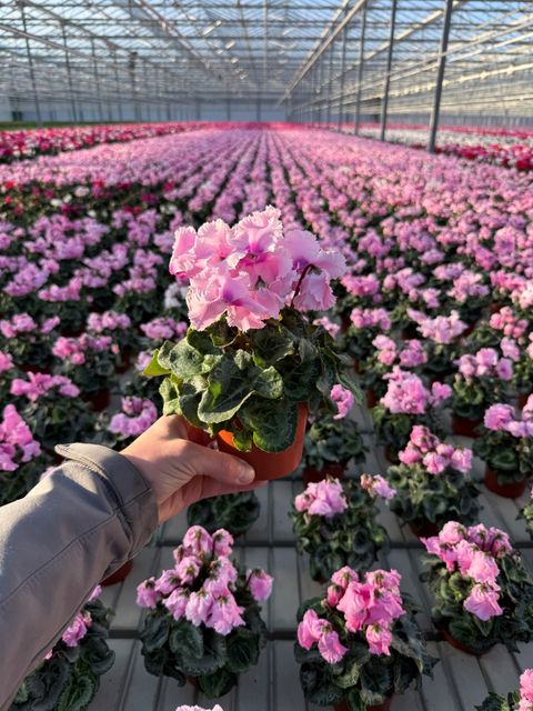 Cyclamen persicum LATINIA CRISPINO ROSE
